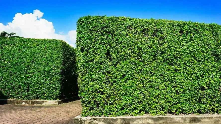 通辽绿化工程草帘