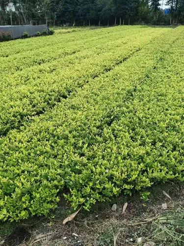 绿化工程取水有什么规定