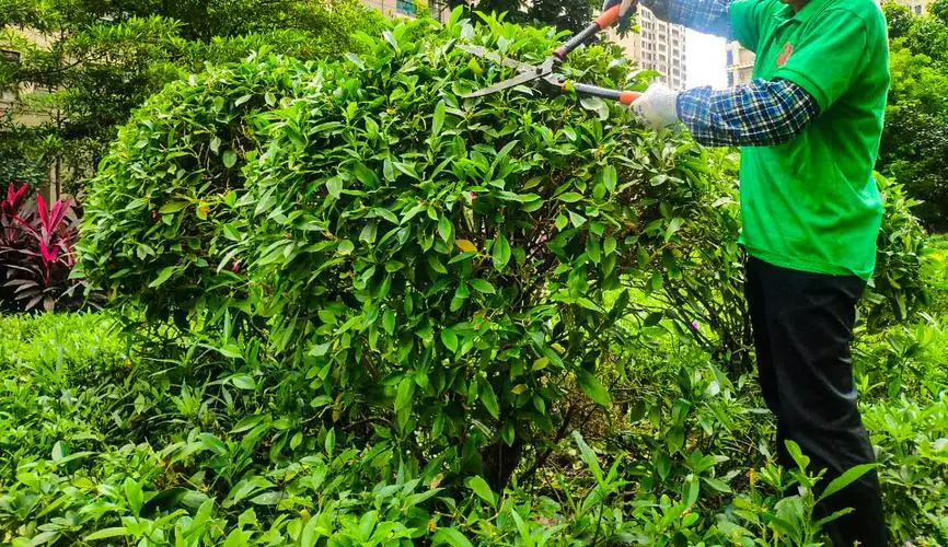 河源龙光城五期绿化工程